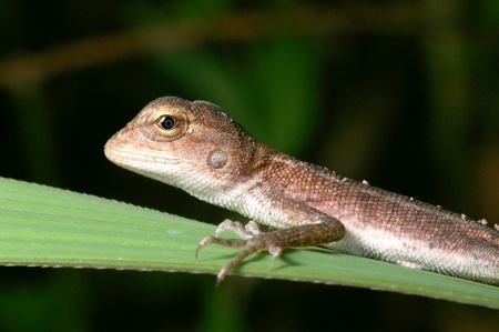 Little lizard on the grass leaf