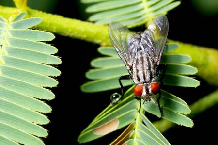 A close up picture of house fly in the gardenの写真素材