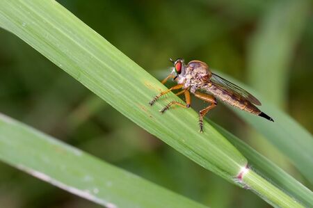 A close up robber fly on the grass