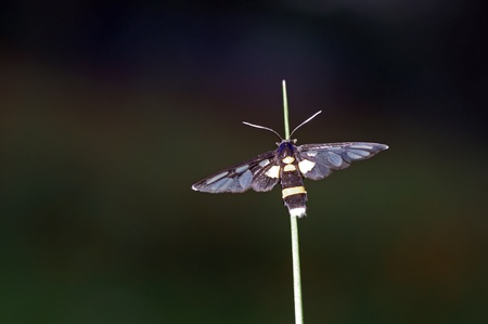clear wings moth is on the grass tip