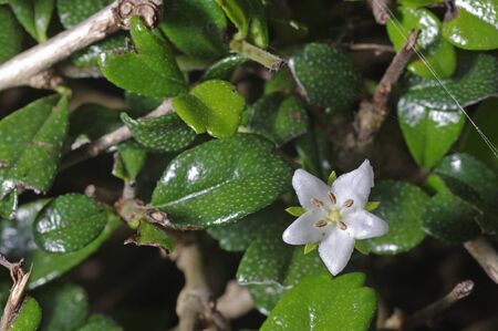 Small flower of the Fukien tea in the gardenの写真素材