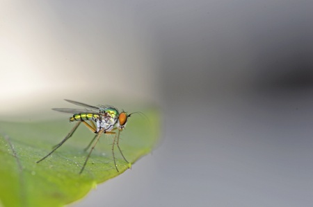 long-legged fly is staying on the tree leafの写真素材