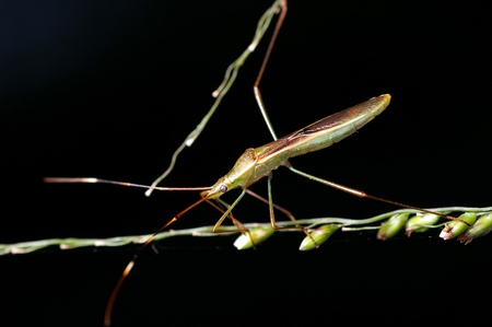 Slender rice bug is walking on the cereal plantの写真素材