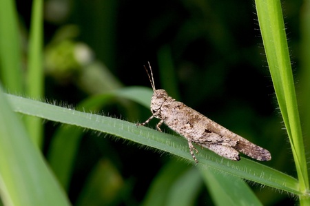 A brown grasshopper in the gardenの写真素材
