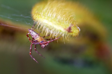A spider on the hairy plantの写真素材