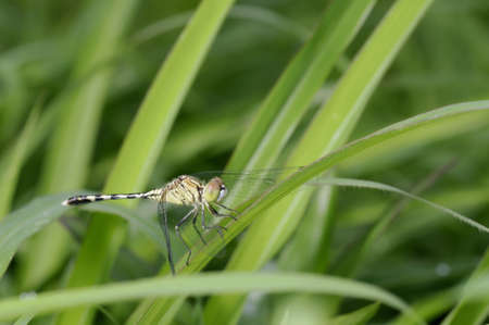 A dragonfly is staying on the grass