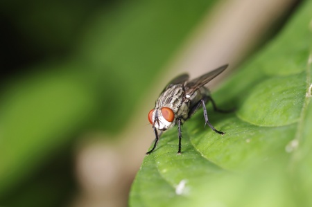 A house fly is staying on the green leaf