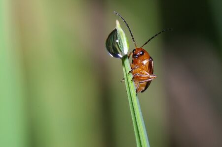beetle and the water droplets on the grass tip