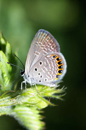 small butterfly is on the shoot of plant