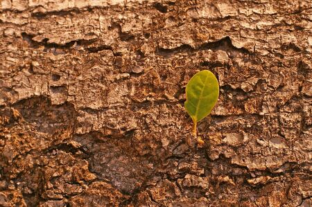 young leaf is growing from a bark