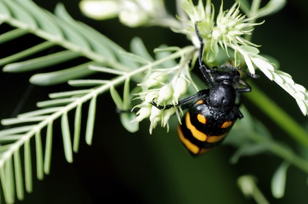 A bristle beetle is climbing on the mimosa leaf