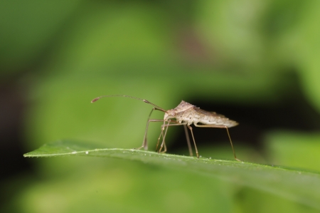 A rice bug is standing on the green leaf