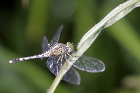 Dragonfly on the grass leaf after rain