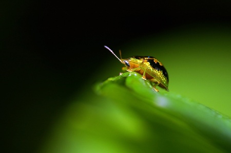 small beetle is staying on the leaf