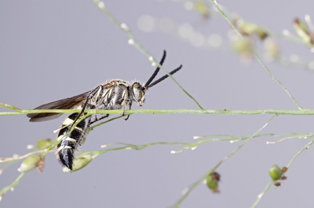 sawfly is staying on the grass shoot