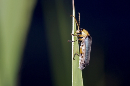 Beetle with long antenna stay on the rice leafの写真素材
