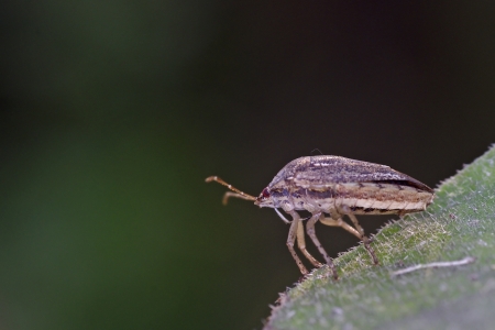 bug in hemiptera group is staying on the tree leaf