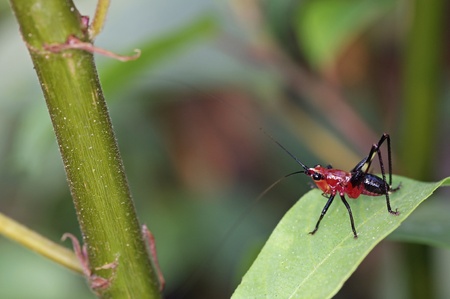 red grasshopper is staying on the plant leafの写真素材