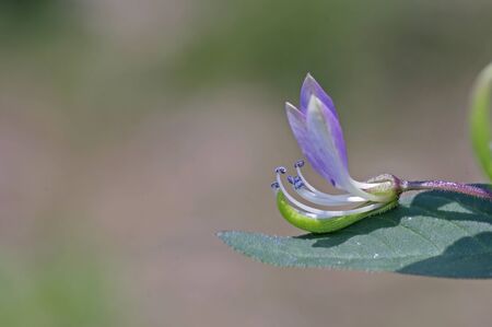small flower in the gardenの写真素材