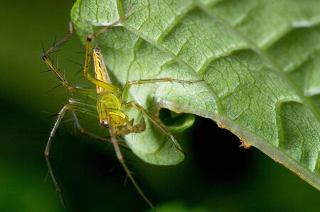 lynx spider is standing under the green leafの写真素材
