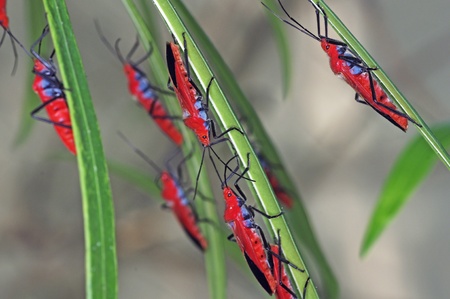 group of red bug on the tree leafの写真素材