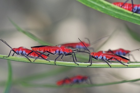 group of red bug on the tree leafの写真素材