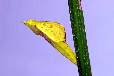 yellow pupa of butterfly on the tree branchの写真素材