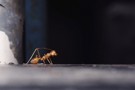 A weaver ant show a curious behavior actionの写真素材