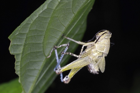 A dead body of grasshopper under the tree leaf
