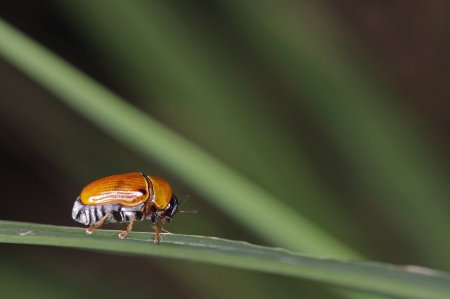An orange leaf beetle is standing on the grass leafの写真素材