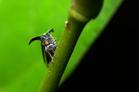treehopper is moving on the tree branch