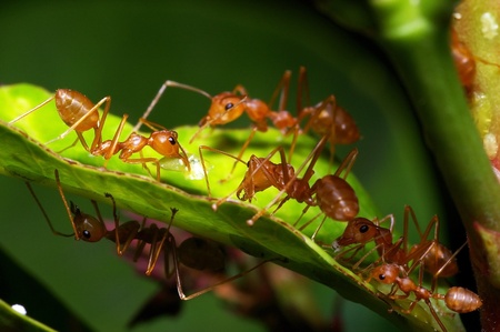 weaver ant are taking care the aphidsの写真素材