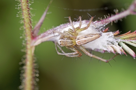 A lynx spider is looking for the egg massの写真素材