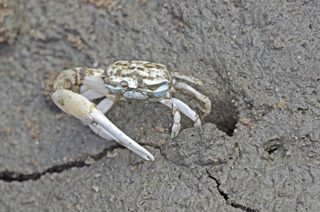 Fiddler crab is staying on the mud in mangrove forestの写真素材