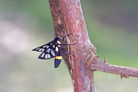 clear winged moth is staying in the branchの写真素材