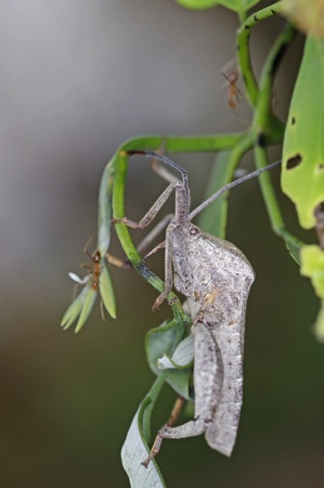 Squash bug is staying on the tree leafの写真素材