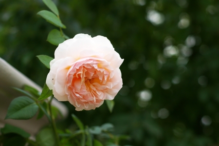 a pink rose in the backyardの写真素材