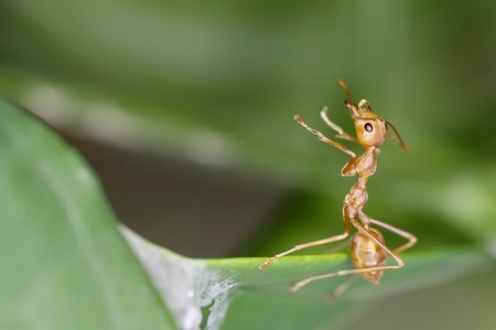 weaver ant action on the green leafの写真素材