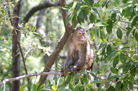 Crab-eating macaque in the mangrove forestの写真素材