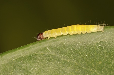 Caterpillar of butterfly is staying on the tree leafの写真素材