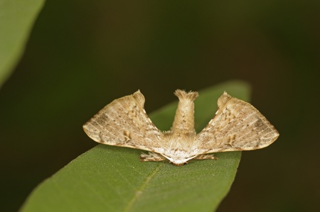 a moth is staying on the tree leaf