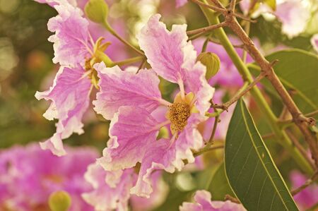 Queen s flower has a violet color in the park