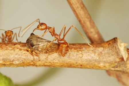 weaver ants are taking care aphidの写真素材