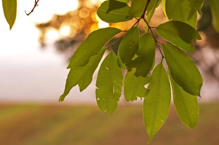 tree leafs under the sun light with bokehの写真素材