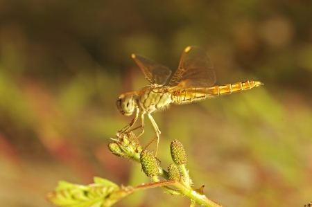 dragonfly is staying on the mimosa flower bud