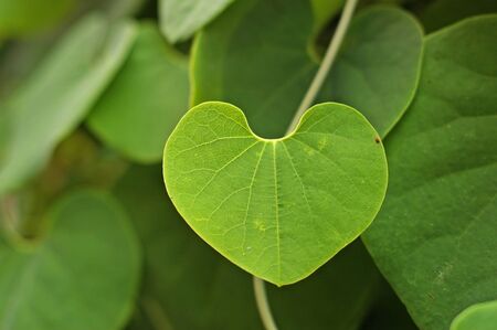 a leaf with the shape like heartの写真素材