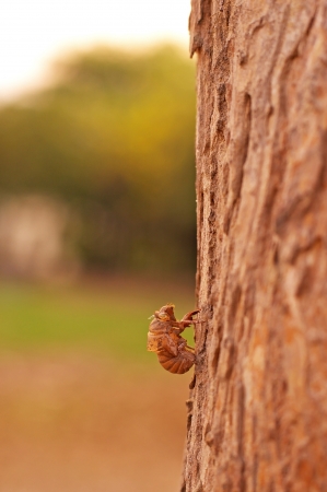 cicada case is left on the tree barkの写真素材