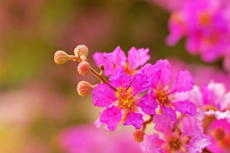 Queen s flower or Queen s crape myrtle under the green forestの写真素材