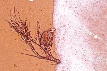 sea fan on the beach with the bubble from waveの写真素材