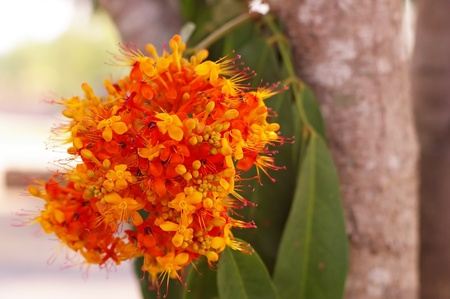 flowers of the Asoka tree in the gardenの写真素材